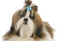 Shih tzu Royalty Free Stock Photo