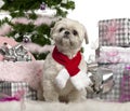 Shih Tzu, 2 years old, sitting with Christmas