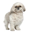 Shih Tzu, 3 and a half years old, standing Royalty Free Stock Photo