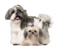 Shih Tzu, 3 years old and 9 months old, standing Royalty Free Stock Photo