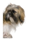 Shih Tzu, 3 years old, peering around Royalty Free Stock Photo