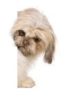 Shih Tzu, 3 years old, peering around