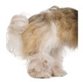 Shih Tzu, 3 years old, standing behind white board Royalty Free Stock Photo