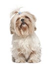 Shih Tzu, 4 years old Royalty Free Stock Photo