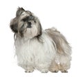 Shih Tzu, 4 years old, standing