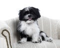 Shih Tzu