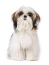 Shih Tzu Royalty Free Stock Photo