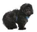 Shih Tzu, 5 years old, standing Royalty Free Stock Photo