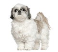 Shih Tzu, 5 years old, standing Royalty Free Stock Photo