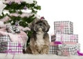 Shih Tzu, 7 years old, sitting with Christmas