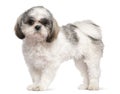 Shih Tzu, 8 months old, standing