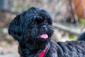 Shih tzu black resting quietly in front of a railing