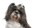 Shih Tzu with blue bows in hair, 4 years old