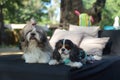 Shih tzu and Cavalier King Charles Spaniel dog sitting side by side on the daybed outdoor