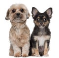 Shih Tzu and Chihuahua