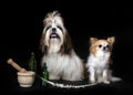 Shih tzu and chihuahua in studio