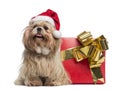 Shih tzu with christmas hat, sitting next to a present box