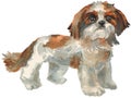 The Shih Tzu, Chrysanthemum Dog