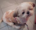 Shih tzu cute dog