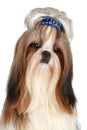 Shih Tzu dog