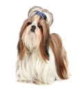 Shih Tzu dog