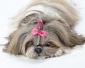 Shih Tzu dog