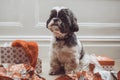 Shih Tzu Dog Amongst Christmas Wrapping Paper