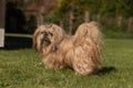 Shih Tzu Dog auf Wiese Royalty Free Stock Photo