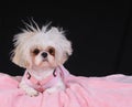 Shih Tzu Dog Bad Hair Day