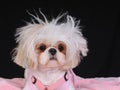 Shih Tzu Dog Bad Hair Day Royalty Free Stock Photo