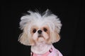 Shih Tzu Dog Bad Hair Day Royalty Free Stock Photo