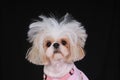 Shih Tzu Dog Bad Hair Day