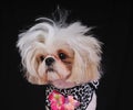 Shih Tzu Dog Bad Hair Day Royalty Free Stock Photo