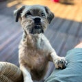 Shih tzu dog begging for food Royalty Free Stock Photo