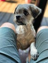 Shih tzu dog begging for food Royalty Free Stock Photo