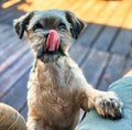 shih tzu dog begging for food Royalty Free Stock Photo