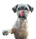 Shih tzu dog begging for food Royalty Free Stock Photo