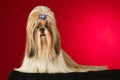 Shih Tzu dog with blue hairpin shot full face Royalty Free Stock Photo