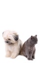 Shih Tzu dog and cat isolated on a white background Royalty Free Stock Photo