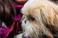 Shih Tzu dog, close up on its face Royalty Free Stock Photo