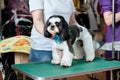 A shih tzu dog in close-up with a new hairstyle on a grooming table