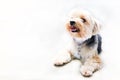 Shih tzu dog so cute and smile in the white background Royalty Free Stock Photo