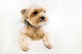 Shih tzu dog so cute in the white background Royalty Free Stock Photo