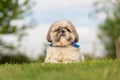 Shih Tzu dog in garden