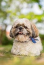 Shih Tzu dog in garden