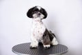 A shih tzu dog on a grooming table after grooming in an animal salon. The concept of keeping pets Royalty Free Stock Photo