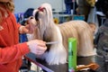 A Shih Tzu dog on a grooming table during preparation for the og show