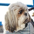 Shih tzu dog head close-up. companion dog with large round eyes