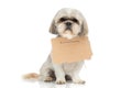 Shih tzu dog is homeless and wearing a carton