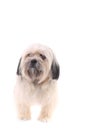 Shih Tzu dog isolated on a white background Royalty Free Stock Photo